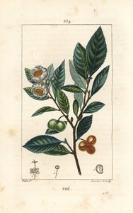 Thee, Camellia sinensis, met blad, vrucht en bloem