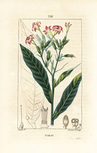 Tabak door Pierre Jean Francois Turpin