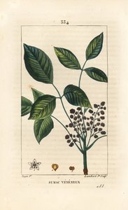 Giftige liaan - Gifsumak, Toxicodendron pubescens