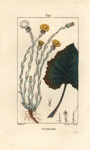 Hoefblad, Tussilago farfara, met bloem, blad, stengel en wortel door Pierre Jean Francois Turpin