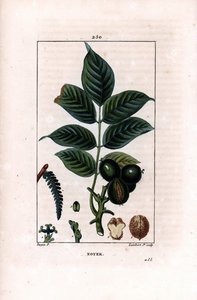 Walnoottak met noten - Walnotenboom, Juglans regia, met tak, bladeren, rijpe vrucht, noot in schil en in doorsnede. Handgekleurde stipple kopergravure door Lambert Junior naar een tekening van Pierre Jean-Francois Turpin uit Chaumeton, Poiret et Chamber