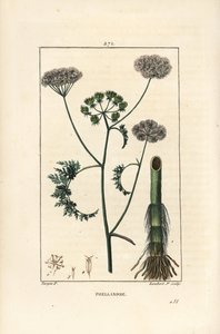 Waterdropwort of waterscheerling, Oenanthe aquatica, met bloem, blad, stengel en wortel door Pierre Jean Francois Turpin