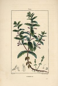 Water germander, Teucrium scordium, met bloem, blad, stengel en wortels door Pierre Jean Francois Turpin
