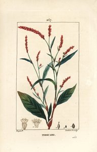 Waterpeper, Persicaria hydropiper (Polygonum hydropiper), met bloem, stengel en blad. Handgekleurde stipple kopergravure door Lambert Junior naar een tekening van Pierre Jean-Francois Turpin uit Chaumeton, Poiret en Chamberet