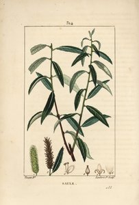Witte of Zilver Wilg door Pierre Jean Francois Turpin