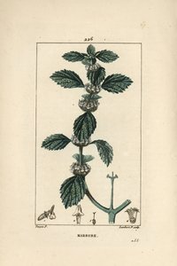 Witte of gewone marrube - Gewone marrubium, Marrubium vulgare. Handgekleurde stipple kopergravure door Lambert Junior naar een tekening van Pierre Jean-Francois Turpin uit Chaumeton, Poiret en Chamberet