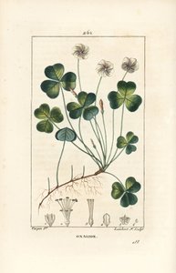 Bosklaverzuring, Oxalis acetosella, met bloem, blad, stengel, zaad en wortel. Handgekleurde stipple kopergravure door Lambert Junior naar een tekening van Pierre Jean-Francois Turpin uit Chaumeton, Poiret en Chamberet door Pierre Jean Francois Turpin