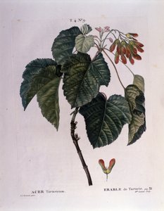 Botanisch: Esdoorn tak. Plaat uit "Nouveau Duhamel du Monceau of Verhandeling over Bomen en Struiken Gecultiveerd in Frankrijk" Aquarel door Pierre Joseph Redoute (1759-1840) 1819