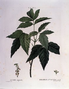 Botanisch: Esdoorn tak. Plaat uit "Nouveau Duhamel du Monceau of Treats Treats Trees and Shrubs Cultivated in France" Aquarel door Pierre Joseph Redoute (1759-1840) 1819
