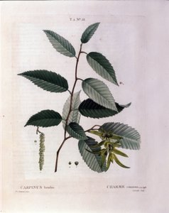 Botanisch: tak van haagbeuk. Plaat uit "Nouveau Duhamel du Monceau of Verhandeling over Bomen en Struiken Gecultiveerd in Frankrijk" Aquarel door Pierre Joseph Redoute (1759-1840) 1819