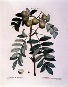Botanisch: tak van de sorbus (Sorbus domestica) Plaat getekend uit 
