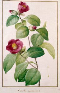 Camellia japonica door Pierre Joseph (after) Redoute