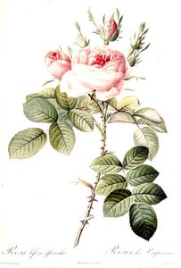 Rosa Bifera Officinalis, gegraveerd door Langlois, uitgegeven door Remond