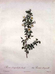 Rosa pimpinelli folia pumila (dwerg Schotse roos), gegraveerd door Chapuy, uit 
