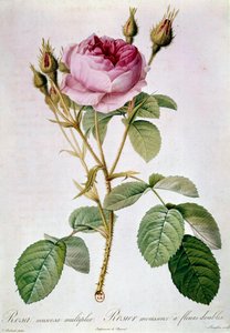 Rozenplaat door Pierre Joseph Redoute. 1817. Parijs, B.N.