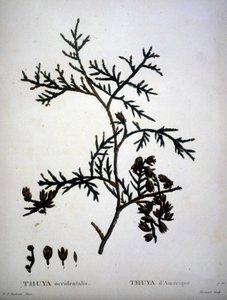 Thuya occidentalis of Thuya d