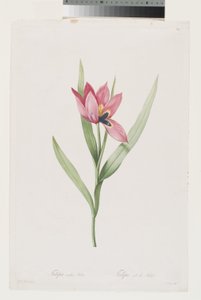 Tulipe Oeil De Soleil door Pierre Joseph (after) Redoute