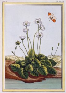 Chiendent de Parnasse Grass of Parnassus, pub. 1776