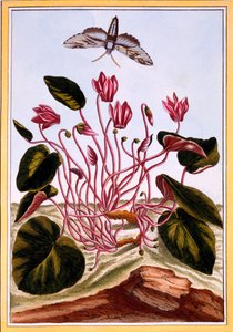 Cyclamen, uitgegeven 1776
