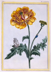 Dubbele Kruipende Boterbloem Ranunculus repens Var: Pleniflorus