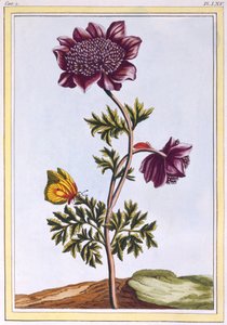 Tuinanemoon Windflower, gepubliceerd 1776