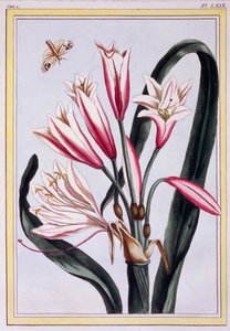 Langbladige Amaryllis
