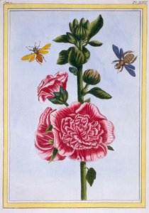 Passerose Stokroos, pub. 1776 door Pierre Joseph Buchoz