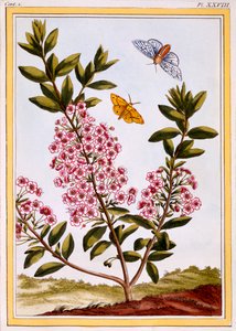 Schapenlaurier Kalmia augustifolia