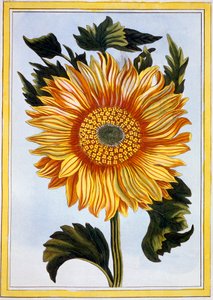 Zonnebloem