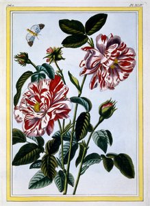 De Bonte Roos van Engeland, uitgegeven 1776