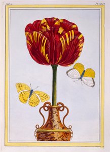 Tulp 