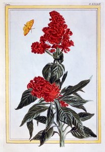 Verscheidenheid van Amaranthus, pub. 1776 door Pierre Joseph Buchoz