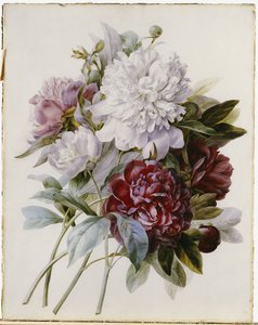 Een boeket van rode, roze en witte pioenen