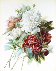 Een Boeket Rode, Roze en Witte Pioenen