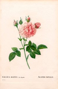 Agathe Royale roos, Rosa gallica variëteit door Pierre Joseph Redouté