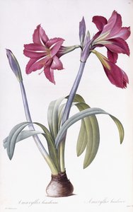 Amaryllis Brasiliensis door Pierre Joseph Redouté