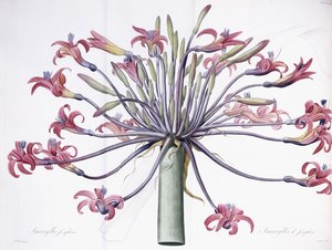 Amaryllis Josephina, 1802-1816 door Pierre Joseph Redouté