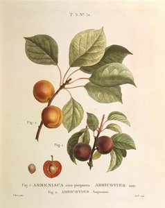 Zwarte abrikoos en abrikozenvariëteiten: Prunus armeniaca, Armeniaca atropurpurea door Pierre Joseph Redoute
