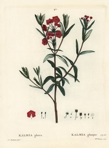 Moeraslaurier door Pierre Joseph Redouté