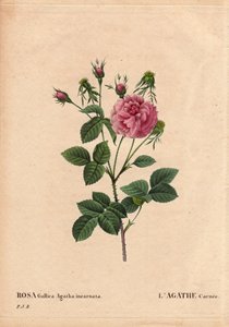 Botanische plaat, bloem, roos variëteit: Agathe carnee (Rosa gallica agatha incarnata). Onbekende oorsprong, hybride soort van Rosa Gallica Damask. In 