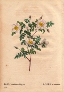 Botanische plaat, bloem, rozenvariëteit: De Candolle