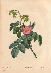 Botanische plaat, bloem, roos variëteit: Harige roos met de geur van terpentijn (Rosa Villosa Terebenthina). In 