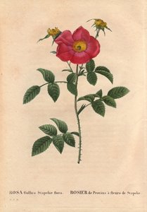 Botanische plaat, bloem, roos variëteit: Provin roos met Stapelia bloeiend (Rosa Gallica Stapeliae flora), waarschijnlijk uitgestorven soort. In Les Roses, Volume 2 door Pierre Joseph Redoute door Pierre Joseph Redouté