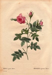Botanische plaat, bloem, rozenvariëteit: Roos met kleine bloemen (Rosa parvi-flora of Rosa parvi flora) uit Noord-Amerika. In 