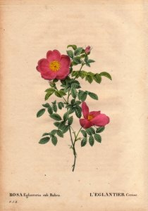 Botanische plaat, bloem, roos variëteit: De Kersen Eglantier (Rosa eglanteria sub rubra) geregistreerd in de kassen van Monsieur Vilmorin, circa 1820 en verkregen door de zaden van de gele roos foetida. In 