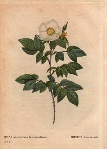 Botanische plaat, bloem, roos variëteit: De Leschenault roos (Rosa sempervirens Leschenaultiana). Ontdekt door Monsieur Leschenault op de Nilgiri (of Nilagiri of Nilgiris) ook wel Blauwe Bergen van India genoemd. In de Tamil Nadu regio, voor 1824. In 