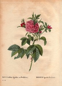 Botanische plaat, bloem, rozenvariëteit: Roos Agathe Prolifere (Rosa Gallica Agatha Prolifera). In 