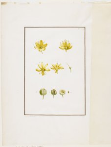 Botanische dissectie: Gele Affodil (Asphodelus lutea), c.1778-90 door Pierre Joseph Redouté