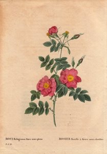Botanische plaat, bloem, rozenvariëteit: Rozenroest heeft halfgevulde bloemen (Rosa rubiginosa flora semi pleno), verkregen uit zaden en gekweekt door P.J. Redoute rond 1806. In 