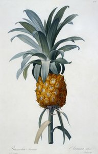 Bromelia Ananas (handgekleurde gravure) door Pierre Joseph Redouté